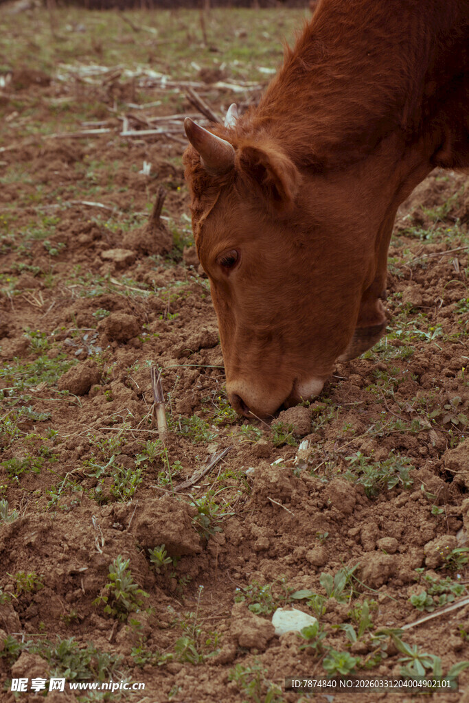 黄牛低头专注吃草瞬间