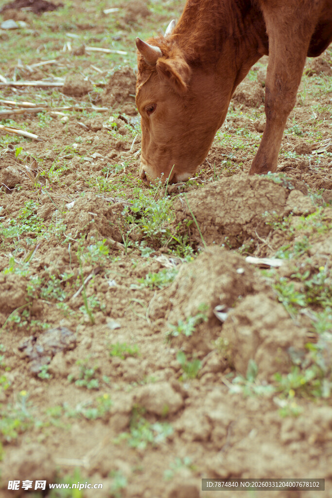 黄牛低头于田间吃草