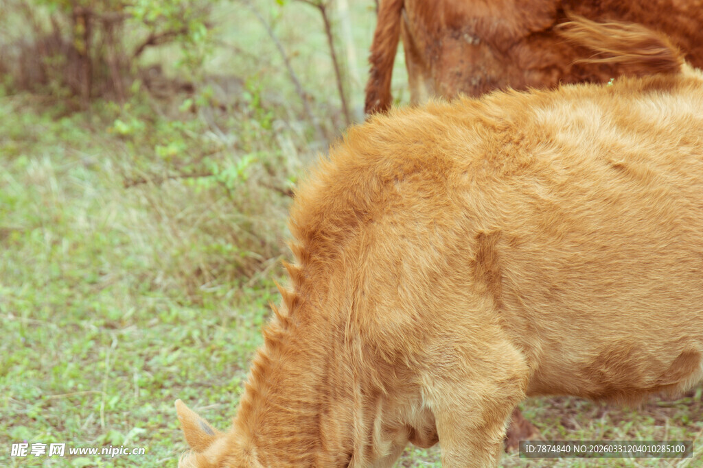草地上的黄牛在低头吃草