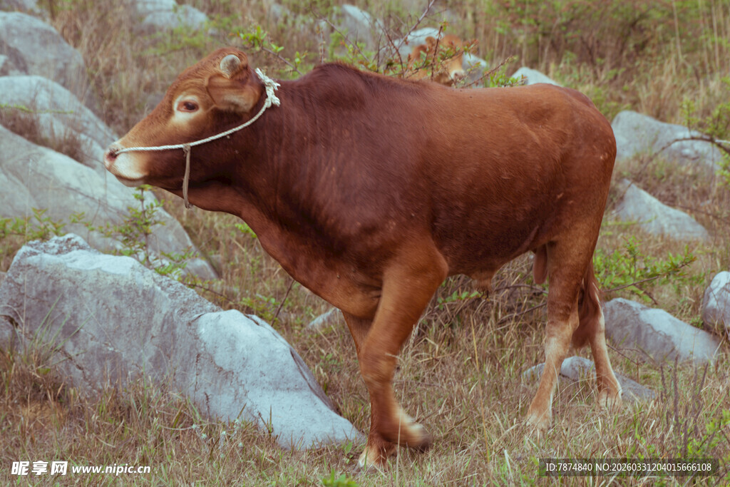田野中的棕色耕牛