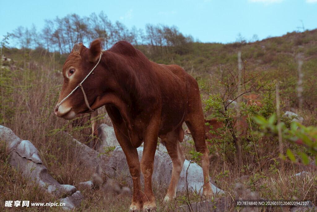 田野中的棕色耕牛
