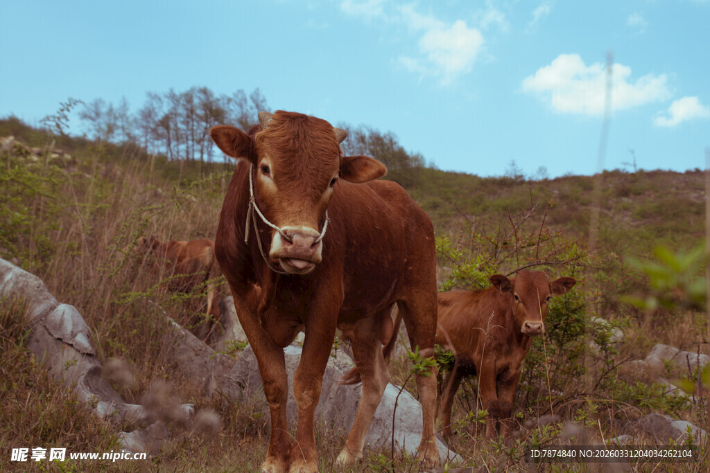 田野中的棕色牛