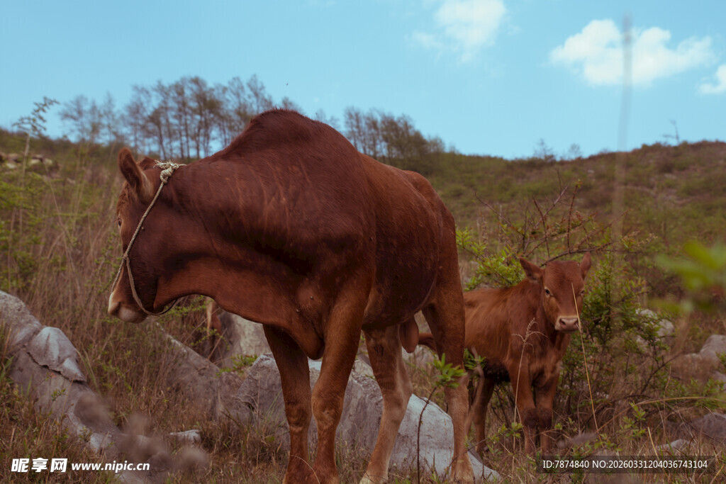 野外母子鹿温馨一刻