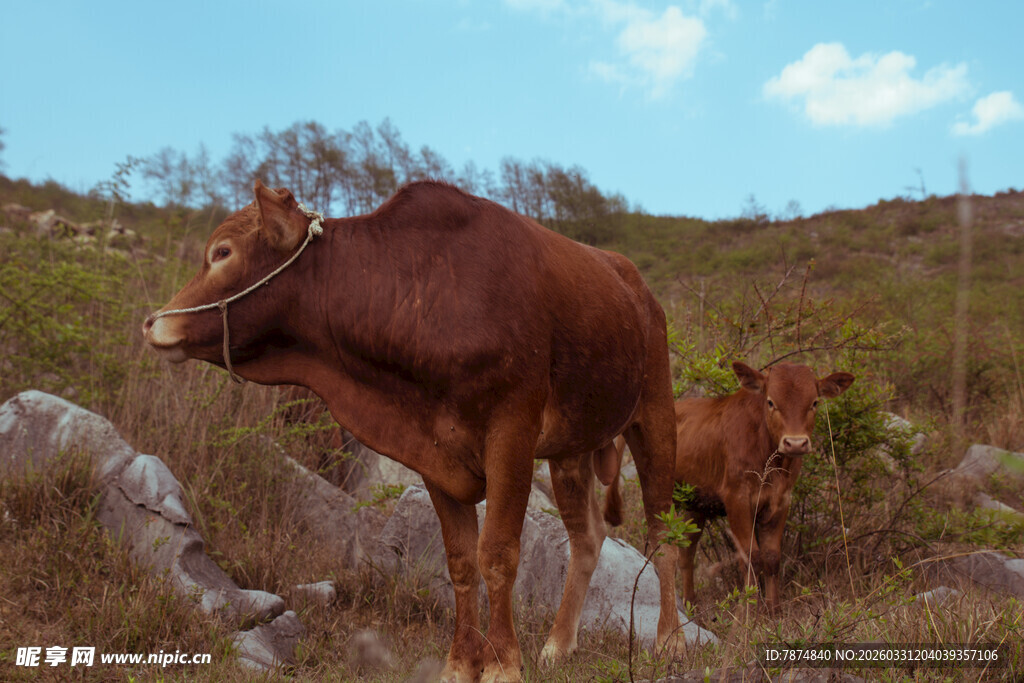 山坡上的棕色牛与小牛