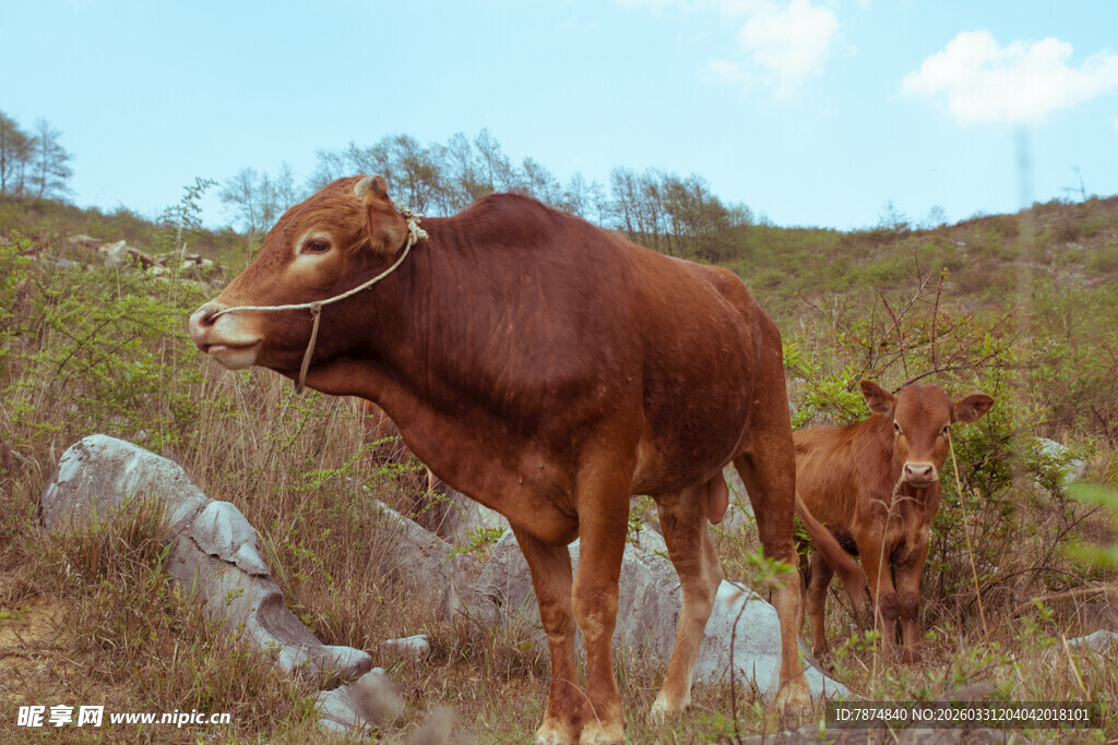 山坡上的黄牛与小牛