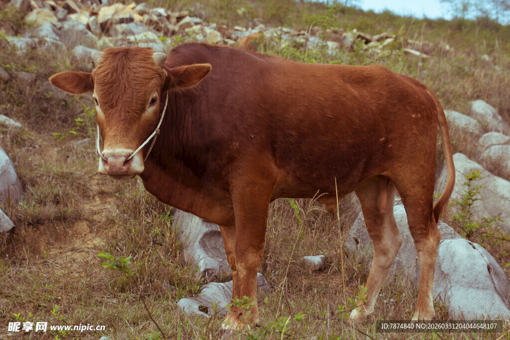 田野中的棕色耕牛