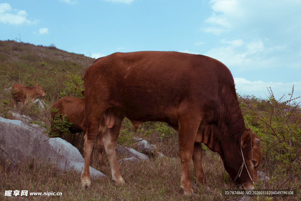 山坡上吃草的棕色母牛