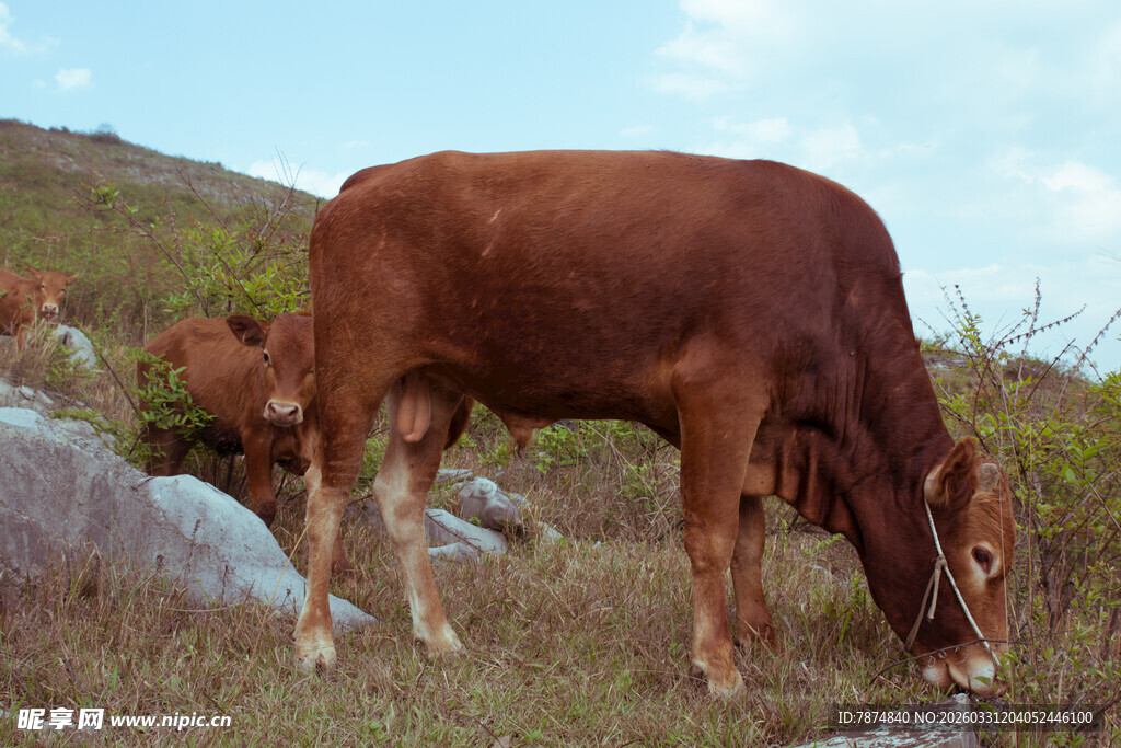 草原上低头吃草的棕色牛