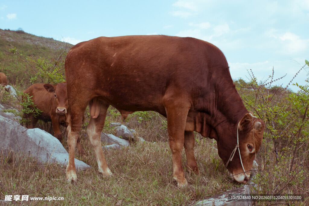 山坡上吃草的棕色牛
