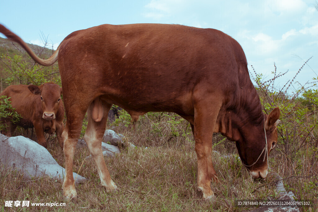 棕色牛在草地低头吃草