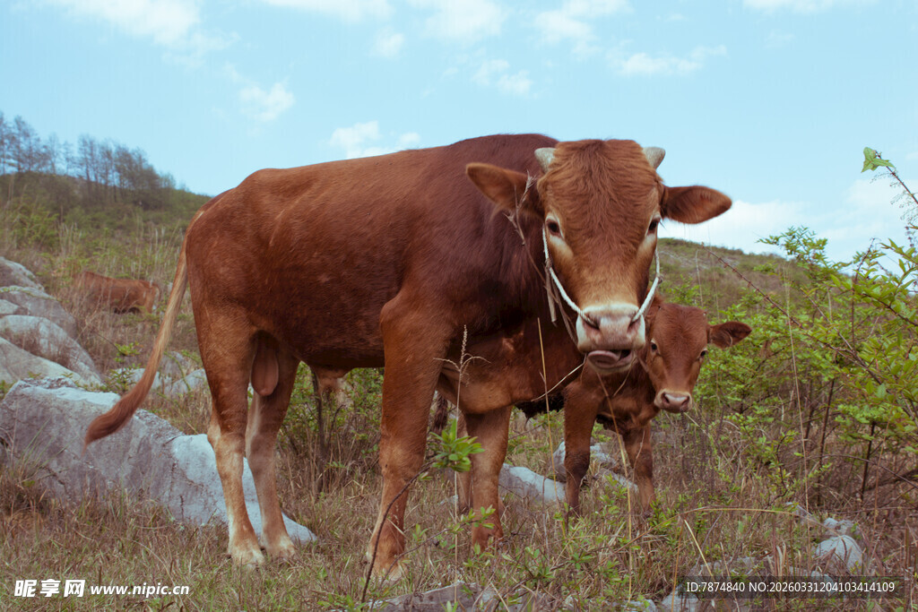 山坡上的棕色母牛与小牛