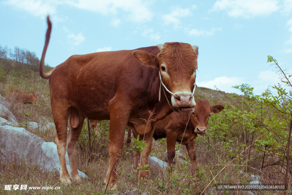 山坡上的母牛与小牛