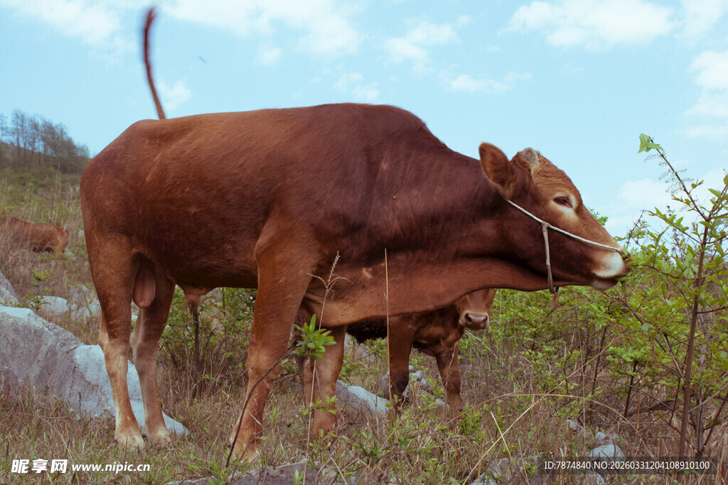 山坡上的两头棕色耕牛