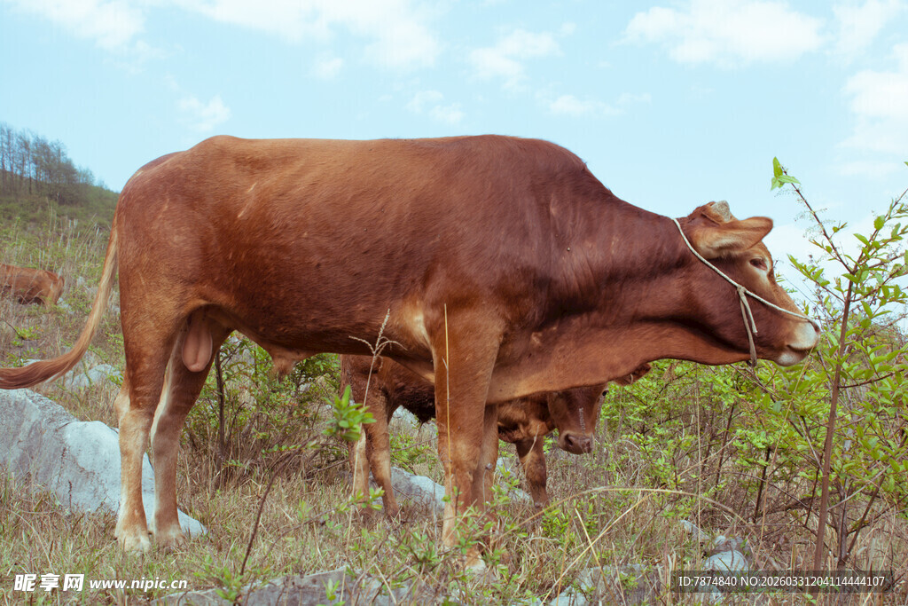 田野中的棕色耕牛
