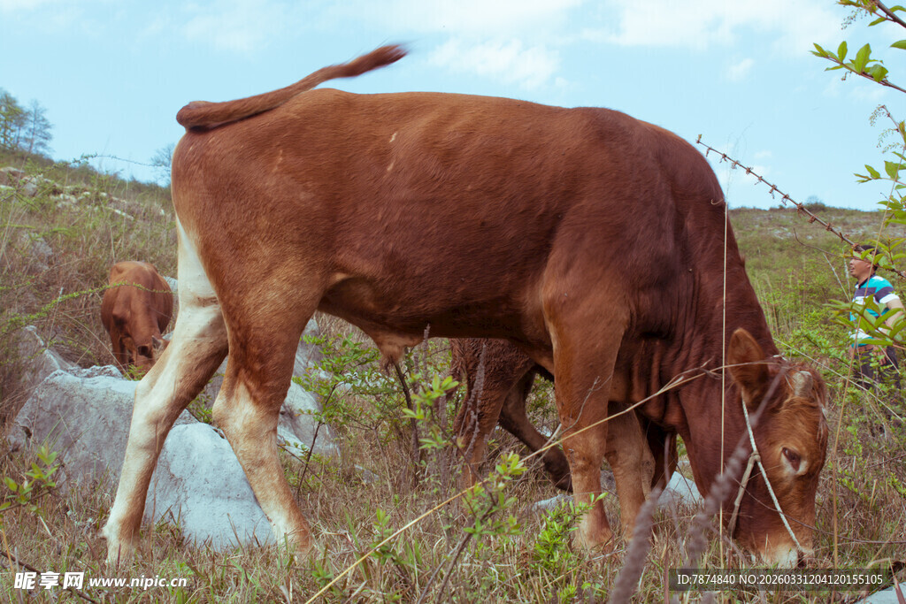 田野中低头吃草的棕色牛