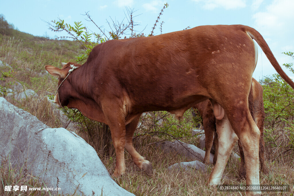 山坡上吃草的棕色耕牛