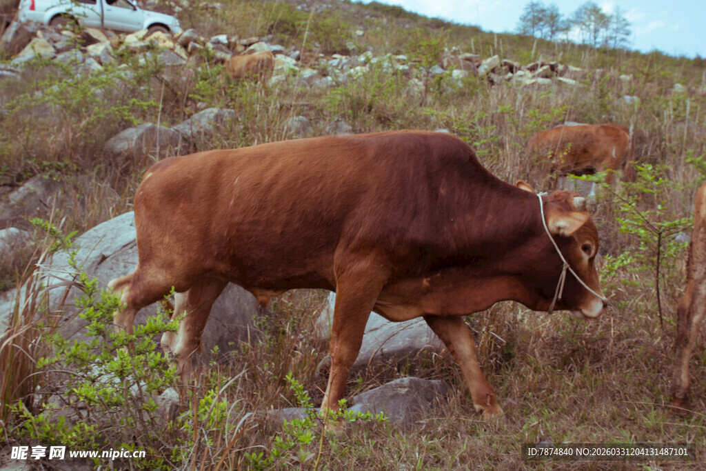 山坡上的棕色耕牛