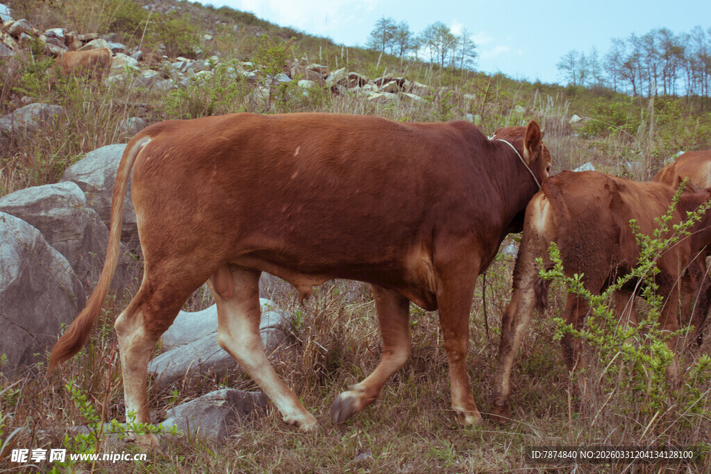 山坡上的两头棕色牛