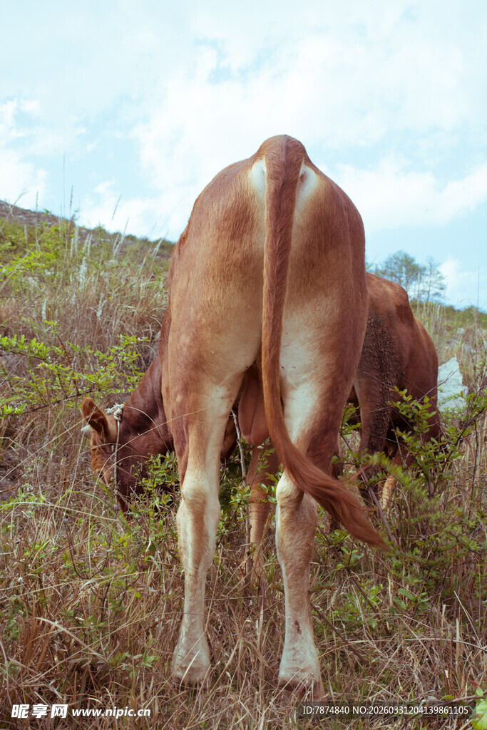 牛在草地低头吃草场景