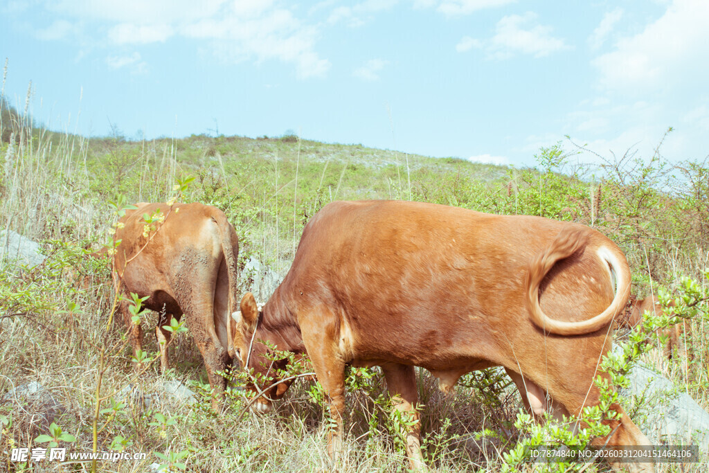 田野中两头牛悠闲吃草