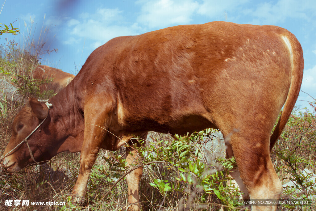 田野中低头吃草的棕色牛