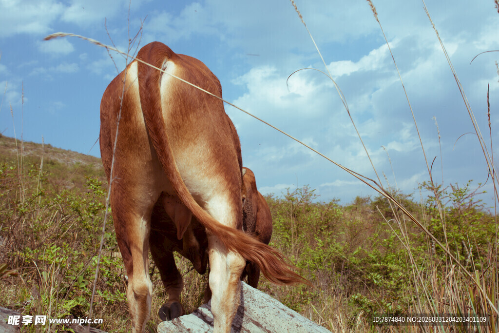 田野中低头吃草的棕色牛
