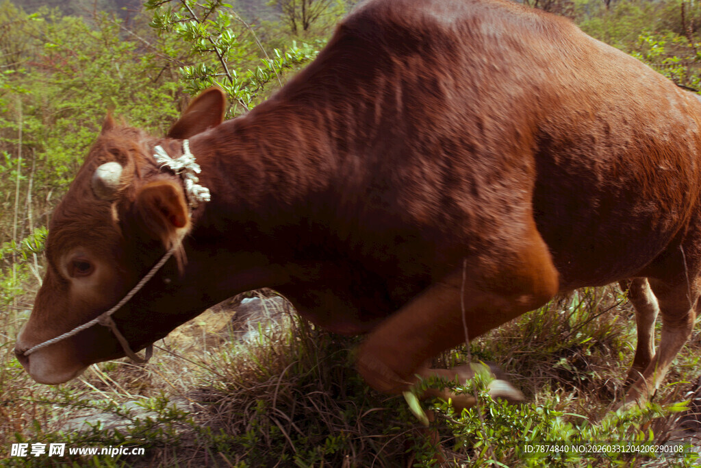 田间耕地的棕色耕牛