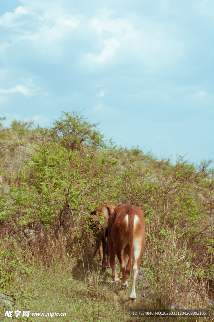 草原上的牛
