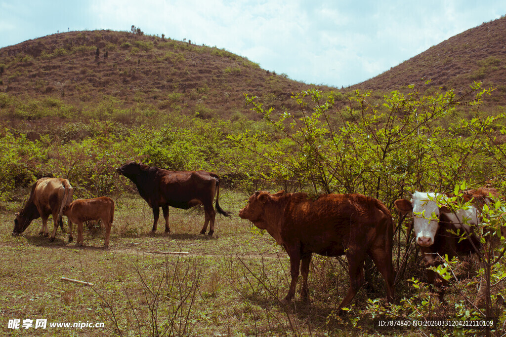 草原上的牛群与马匹