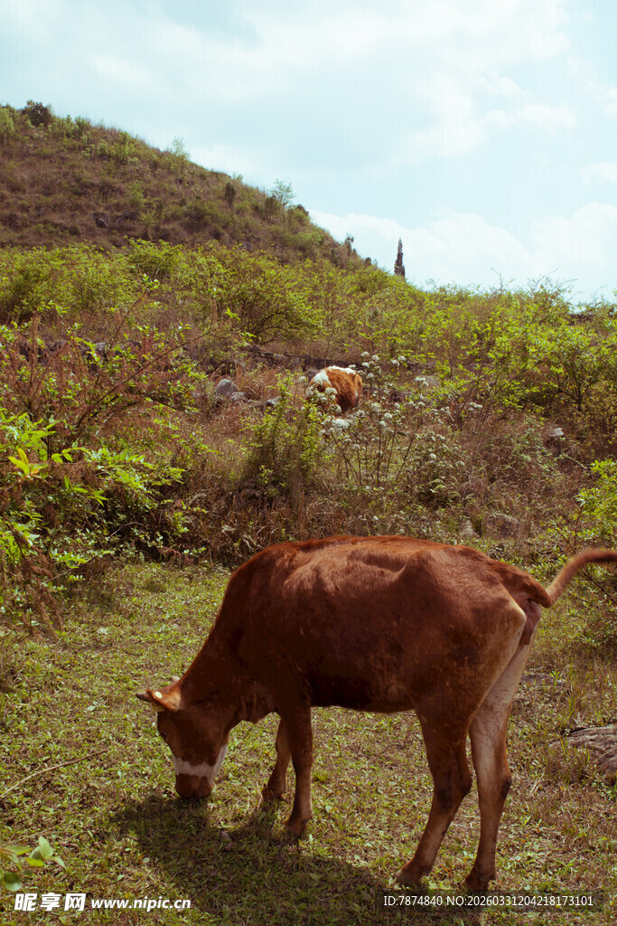 山坡上吃草的棕色耕牛