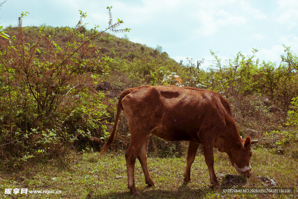 山坡上吃草的棕色牛