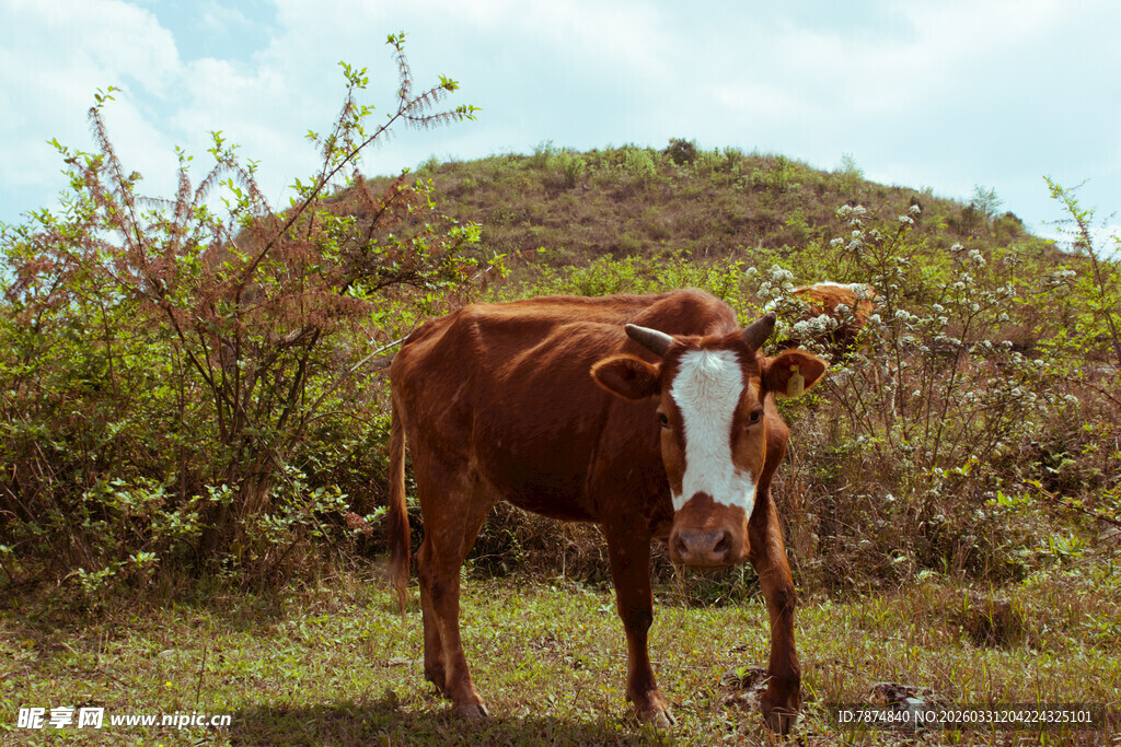 田野中的棕色花脸牛
