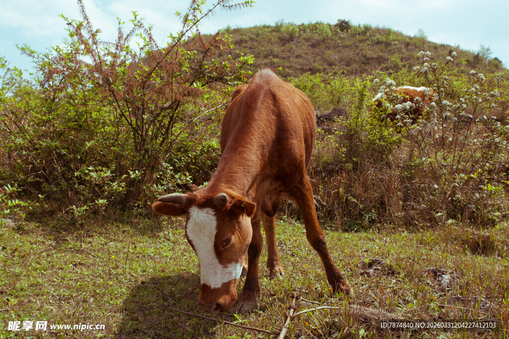 山坡上低头吃草的牛