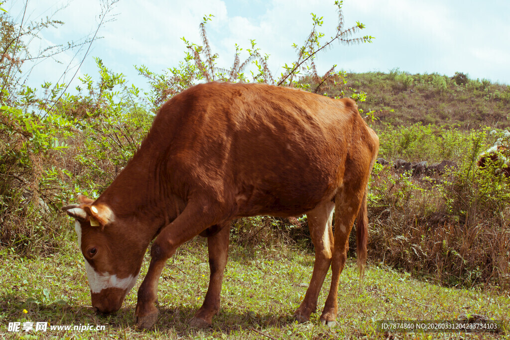 田园中低头吃草的棕色牛