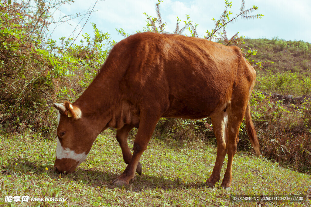 草地中低头吃草的棕色牛