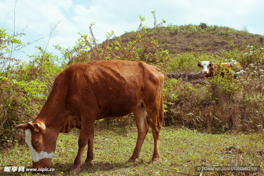 田野中低头吃草的棕色牛