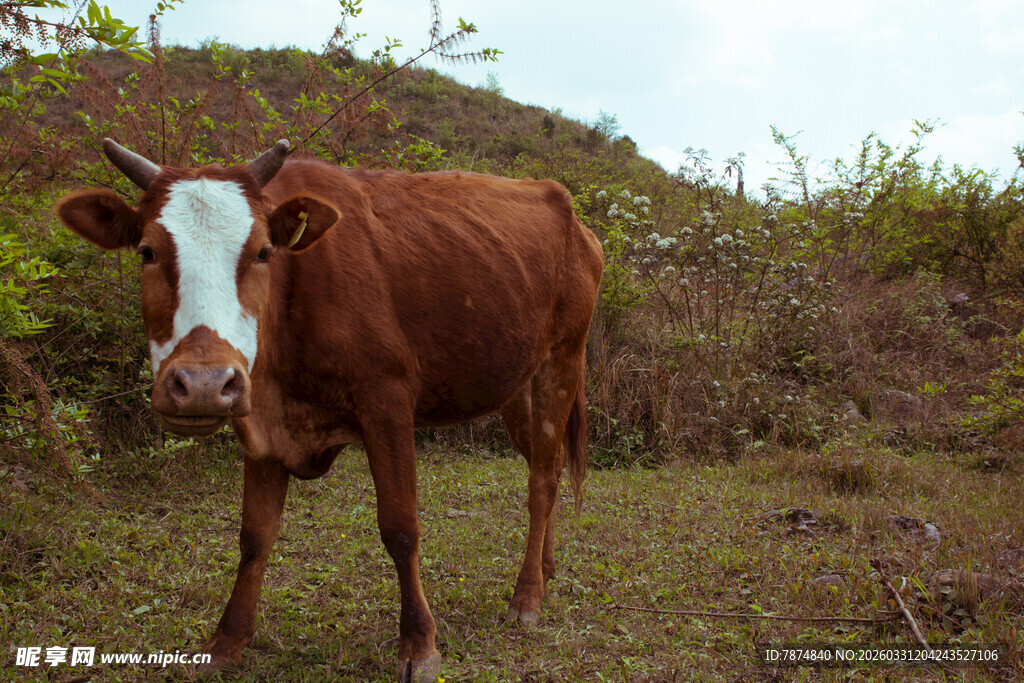 田野中的棕色奶牛