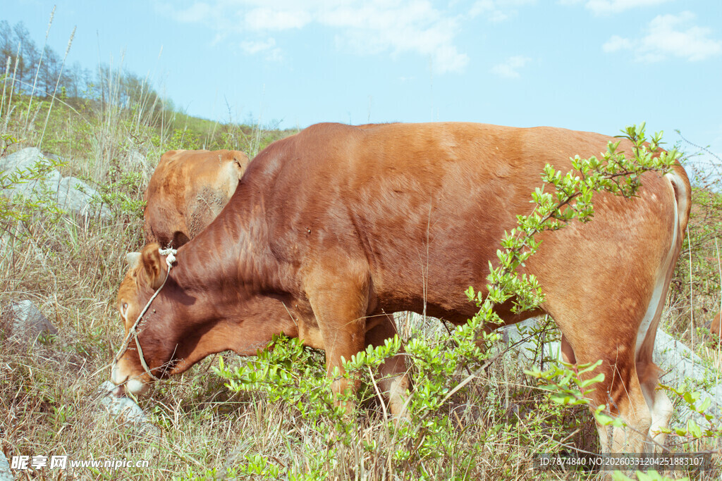 田野中低头吃草的棕色牛