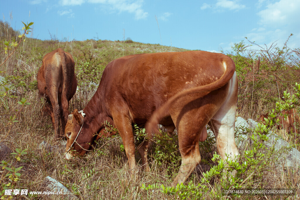 田野中两头牛悠闲吃草