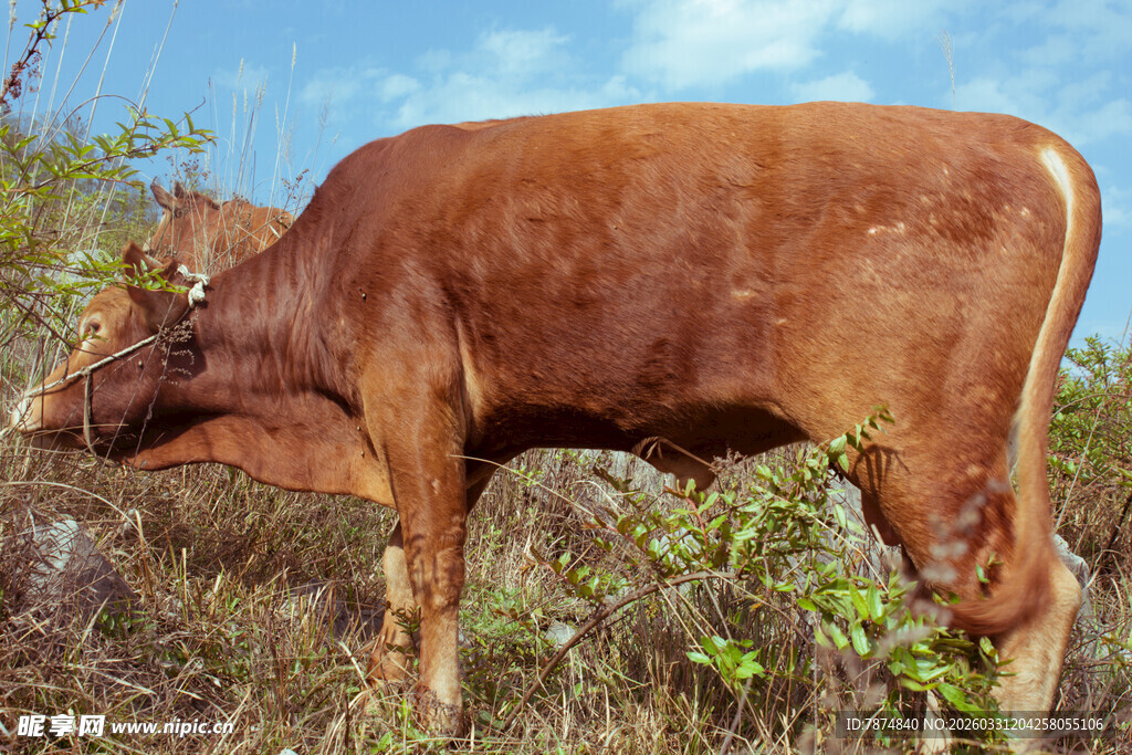 田野中的棕色牛