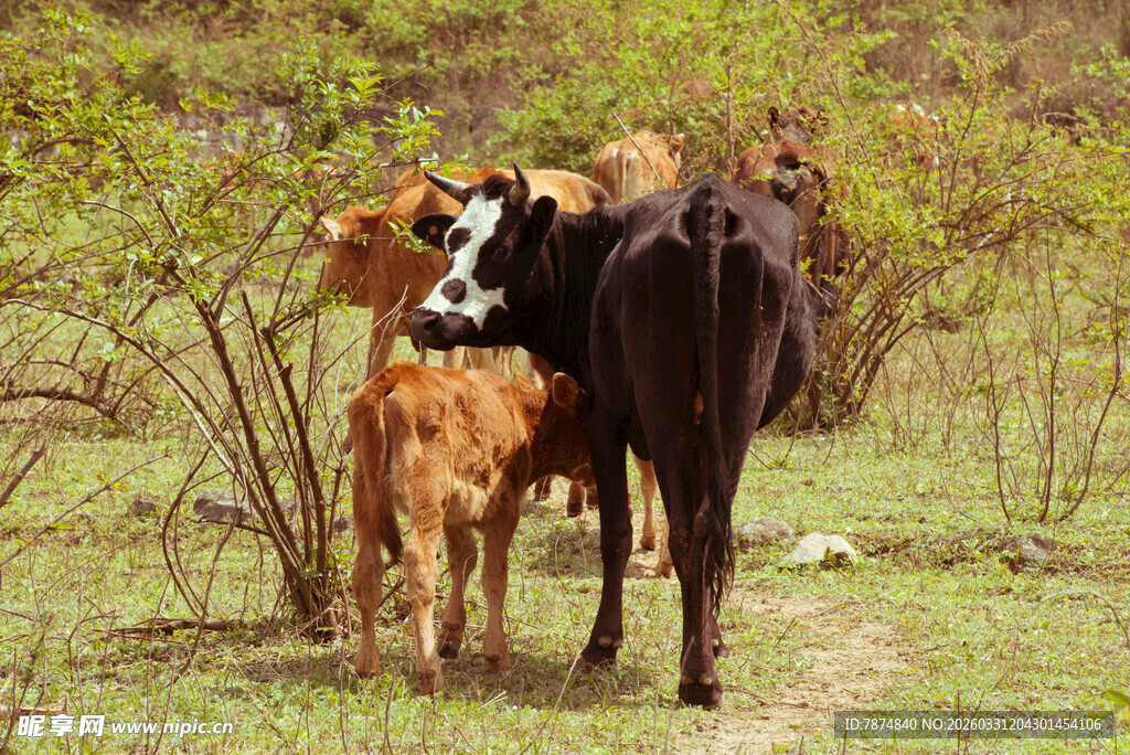田野中的两头牛