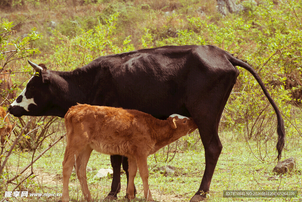 母牛与小牛的温馨时刻