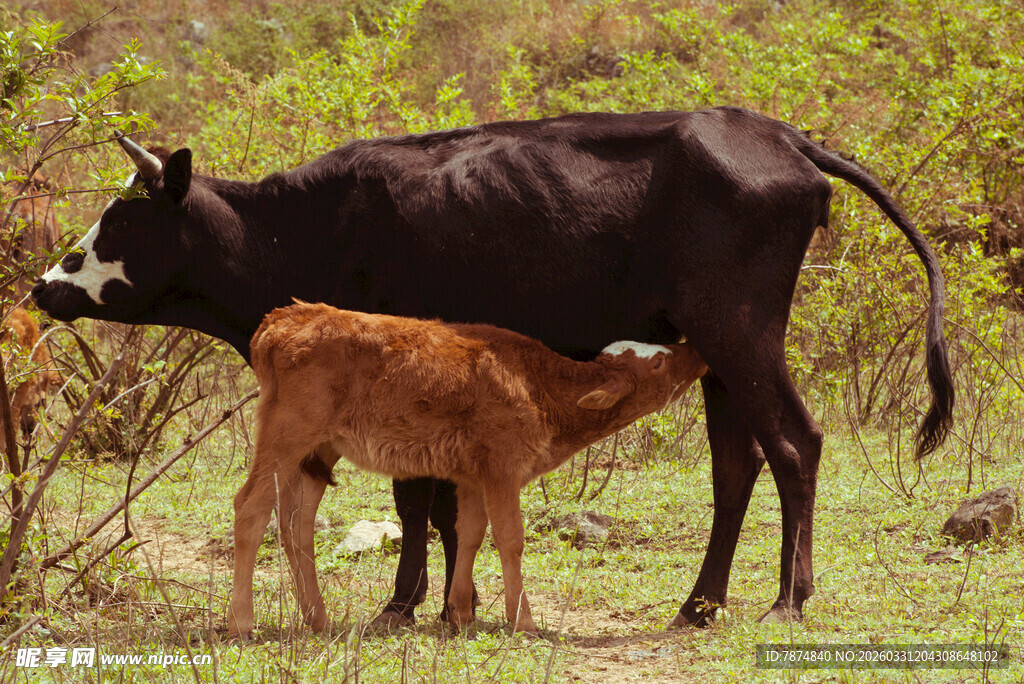 母牛与小牛在草地依偎