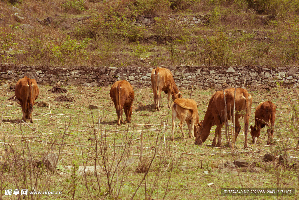 草原上的牛群悠闲觅食