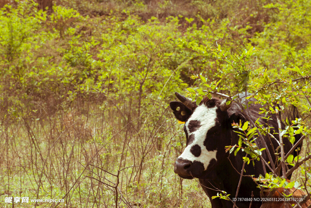 田野中的黑白花纹奶牛