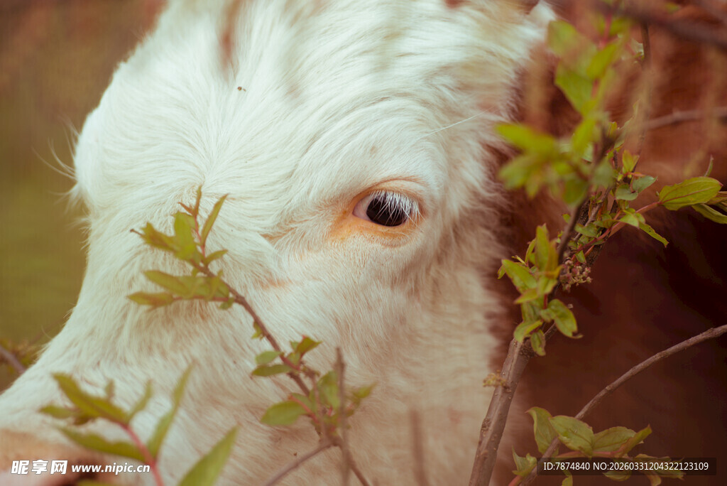 牛于枝叶间的特写画面