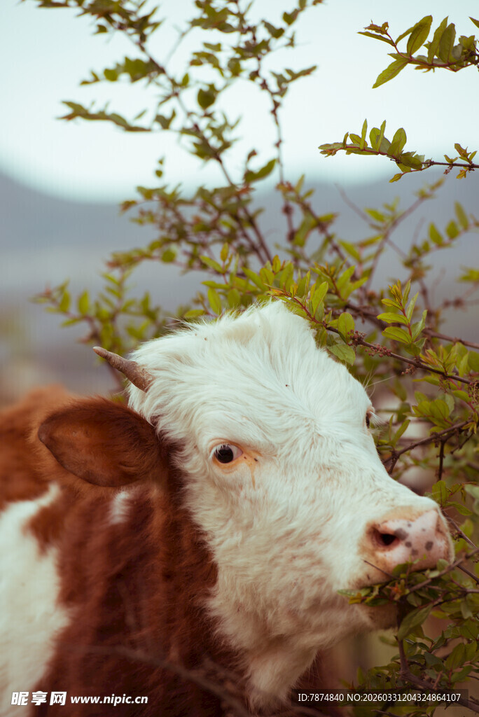 牛于绿植旁的悠然瞬间