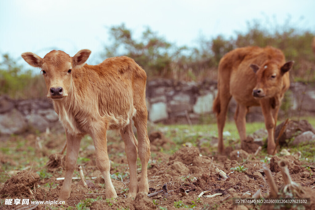 田野中的两头小牛