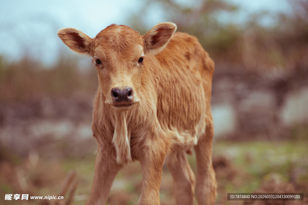 田野中的可爱小牛犊