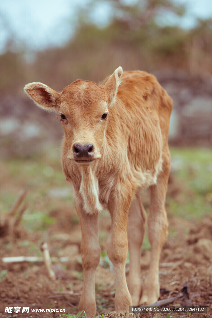 站在泥土地上的小牛犊